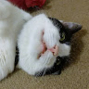 Meet your Posher, Meng